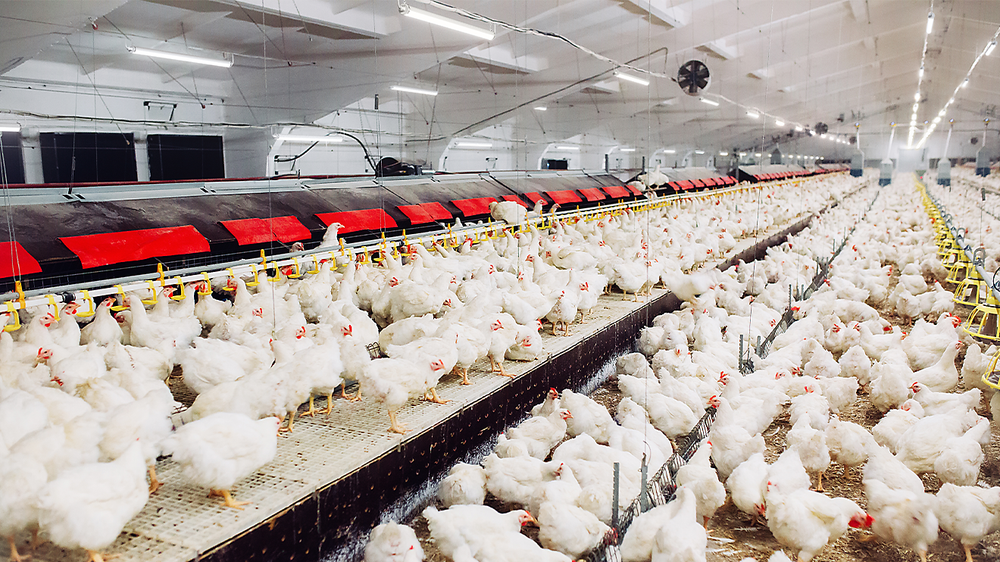 Philips CoreLine WT210C luminaire LED étanche, 39W 4000K 5000 lumens, IP68 IK10, boîtier en polycarbonate 1315mm